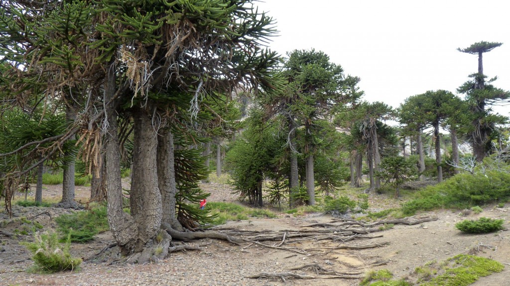 Foto: Camino de las siete cascadas. - Caviahue (Neuquén), Argentina