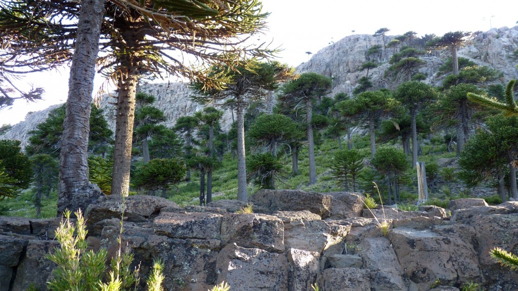 Foto de Caviahue (Neuquén), Argentina