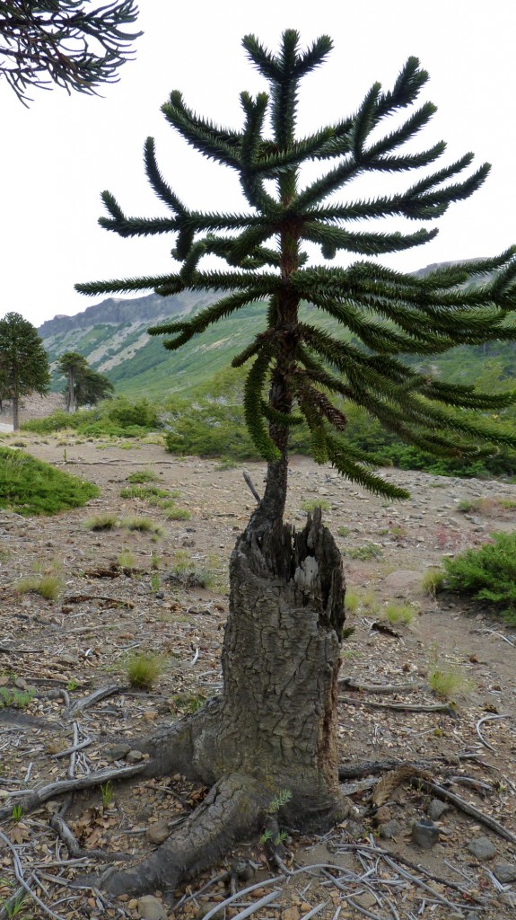 Foto de Caviahue (Neuquén), Argentina