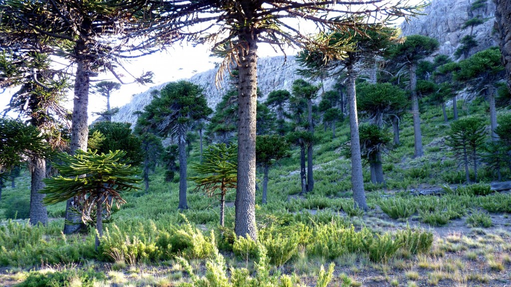 Foto: Camino de las siete cascadas. - Caviahue (Neuquén), Argentina