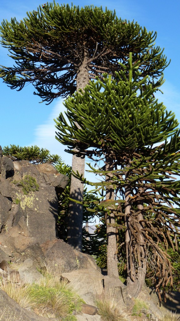 Foto: Mirador - Caviahue (Neuquén), Argentina