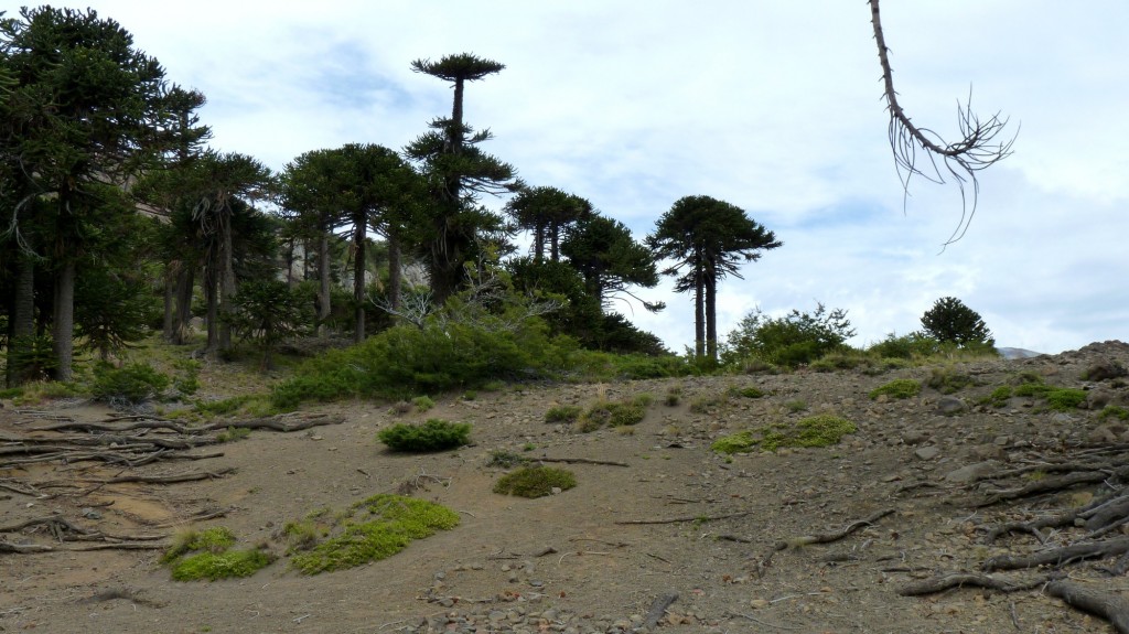 Foto: Camino de las siete cascadas. - Caviahue (Neuquén), Argentina