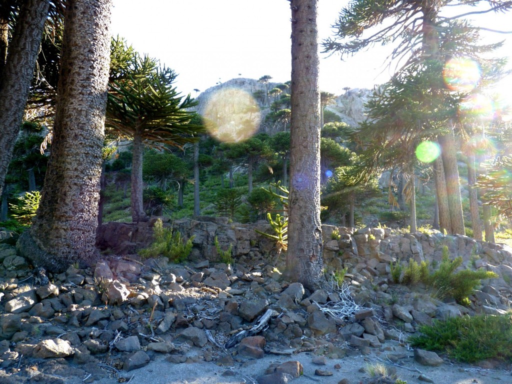 Foto de Caviahue (Neuquén), Argentina