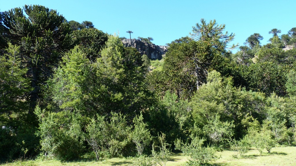 Foto: Parque Nacional Lanín. - Aluminé (Neuquén), Argentina