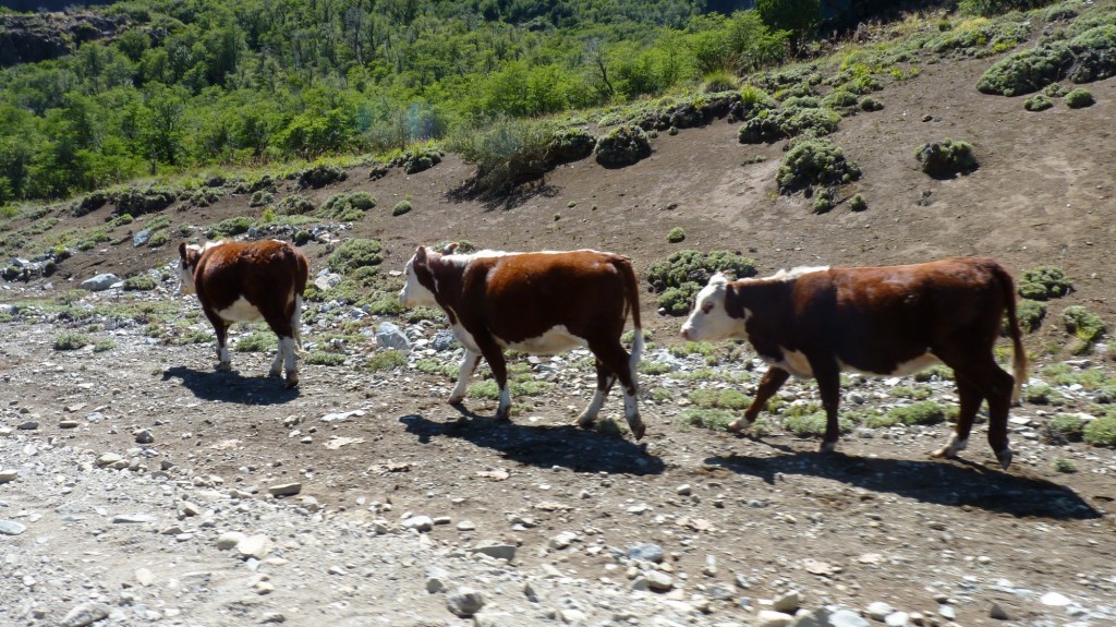 Foto: Parque Nacional Lanín. - Aluminé (Neuquén), Argentina
