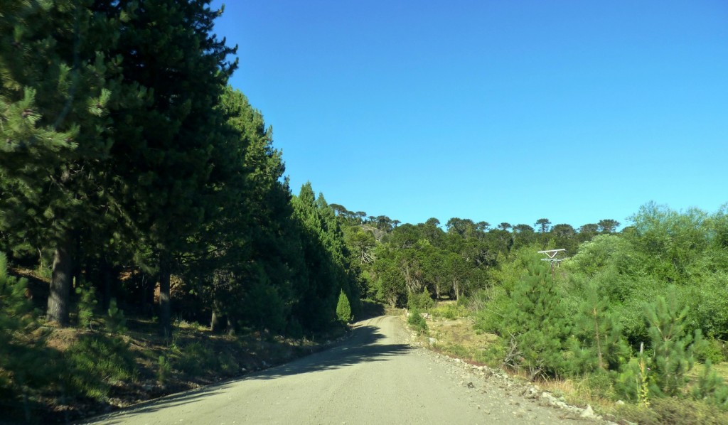 Foto: Camino al Parque Nacional Lanín. - Aluminé (Neuquén), Argentina