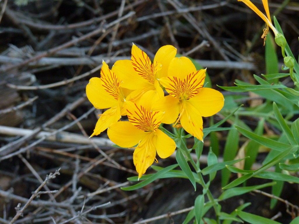 Foto: Parque Nacional Lanín. - Aluminé (Neuquén), Argentina