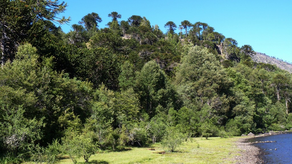 Foto: Parque Nacional Lanín. - Aluminé (Neuquén), Argentina