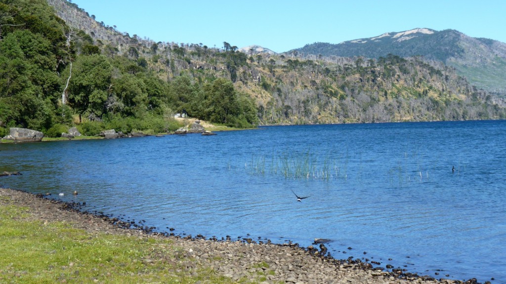 Foto: Parque Nacional Lanín. - Aluminé (Neuquén), Argentina
