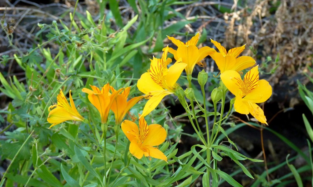 Foto: Parque Nacional Lanín. - Aluminé (Neuquén), Argentina