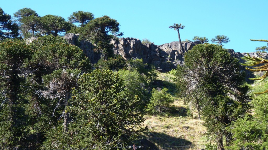Foto: Parque Nacional Lanín. - Aluminé (Neuquén), Argentina