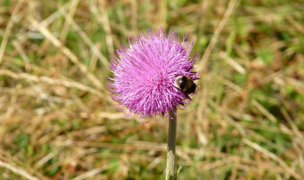 Foto: Parque Nacional Lanín. - Aluminé (Neuquén), Argentina