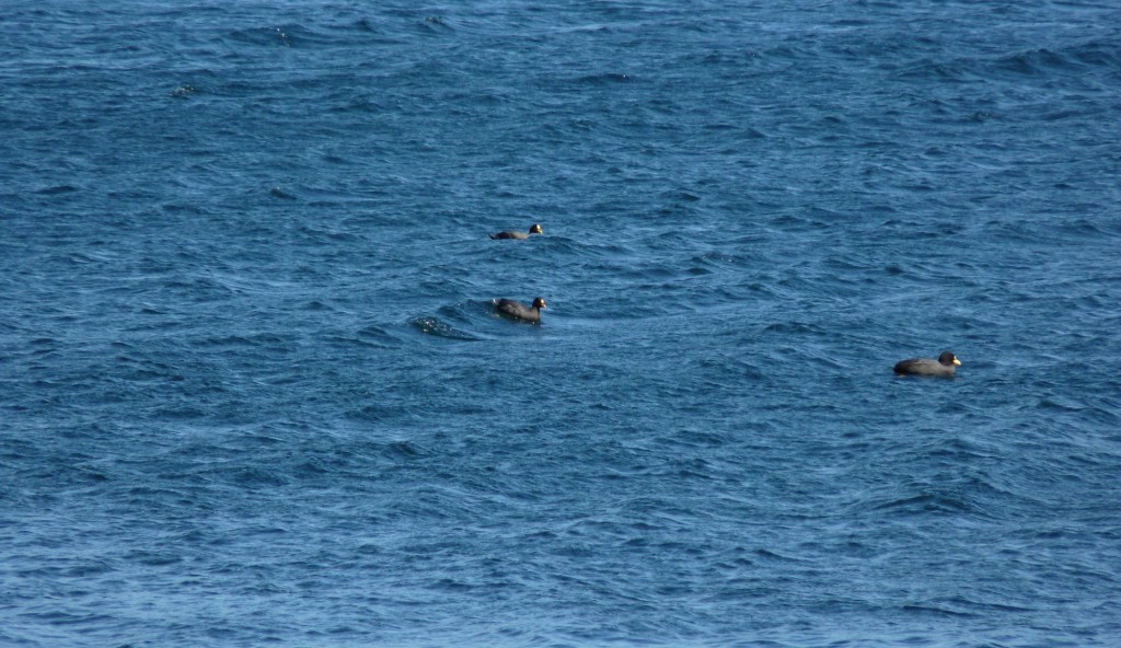 Foto: Parque Nacional Lanín. - Aluminé (Neuquén), Argentina