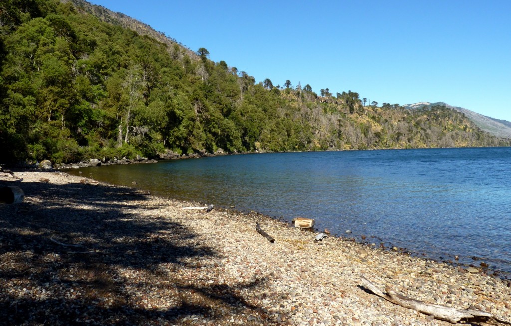 Foto: Parque Nacional Lanín. - Aluminé (Neuquén), Argentina
