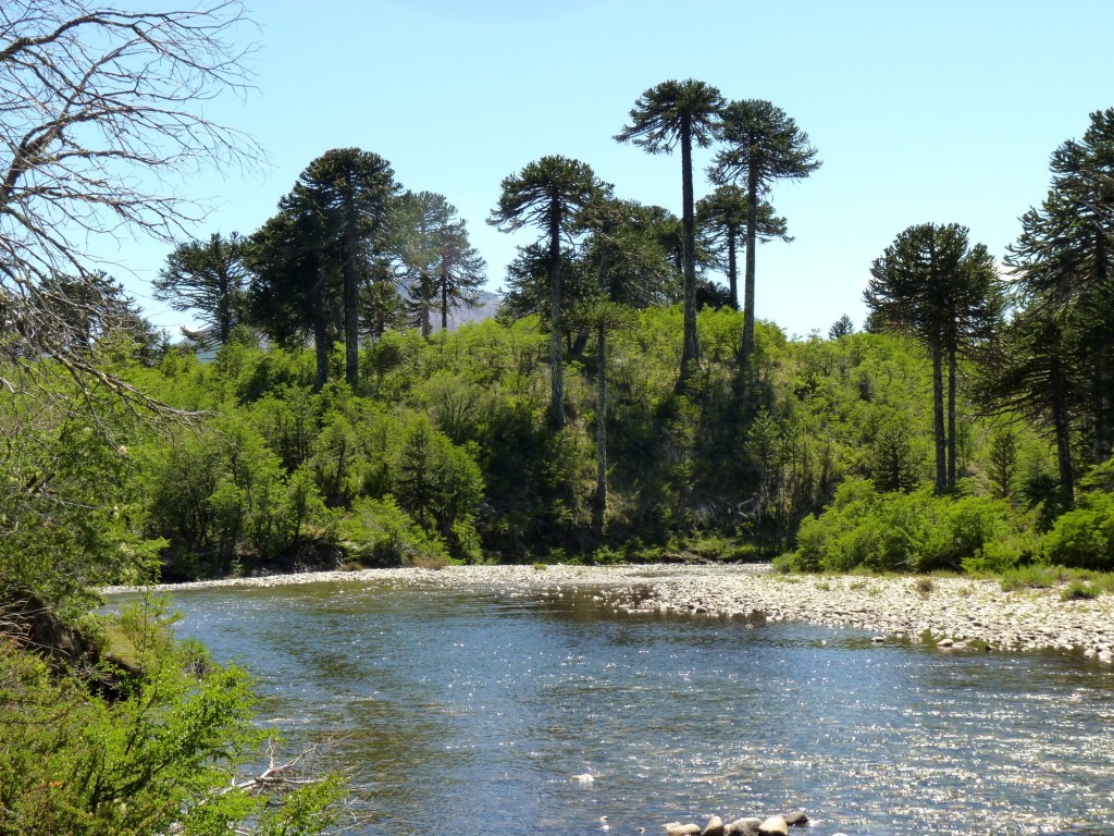 Foto: Villa Pehuenia - Aluminé (Neuquén), Argentina