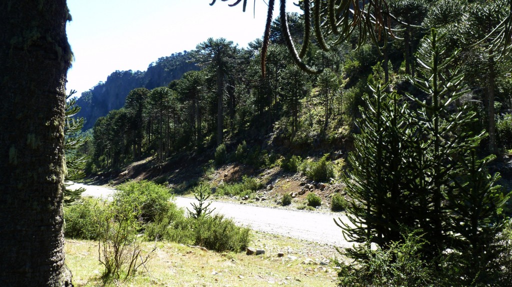 Foto: Villa Pehuenia - Aluminé (Neuquén), Argentina