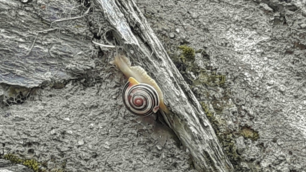 Foto: Caracol - Begergue (Cataluña), España