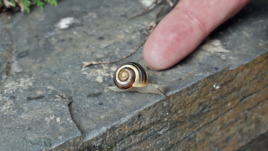 Foto: Bichito - Begergue (Cataluña), España