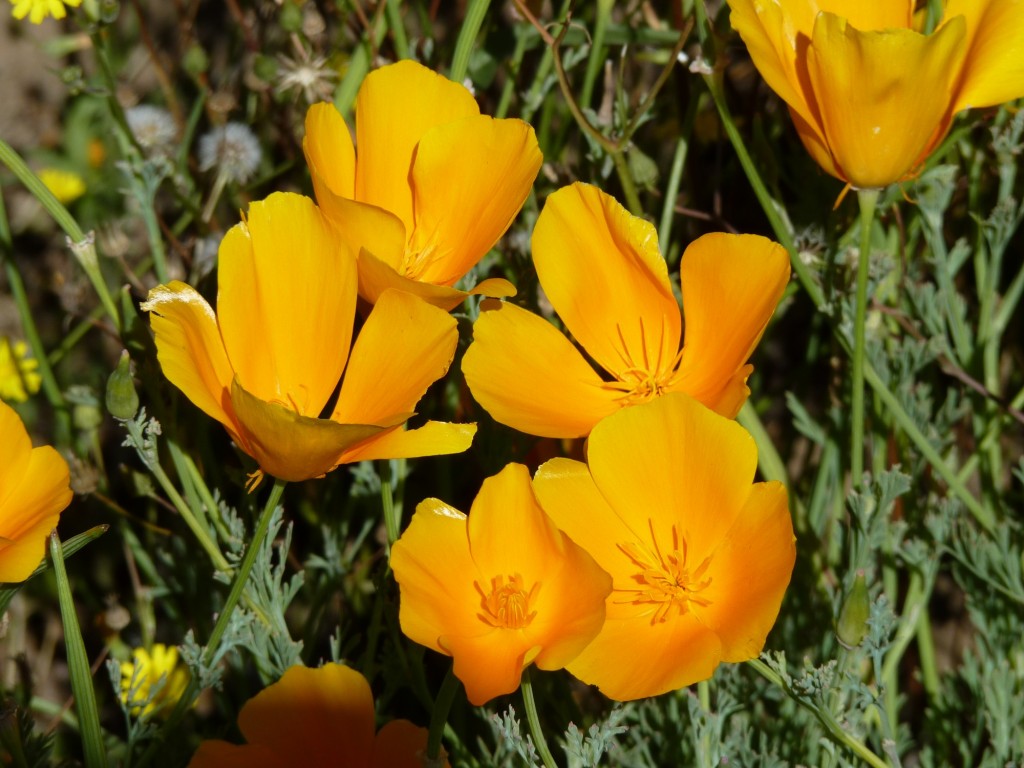 Foto de Aluminé (Neuquén), Argentina