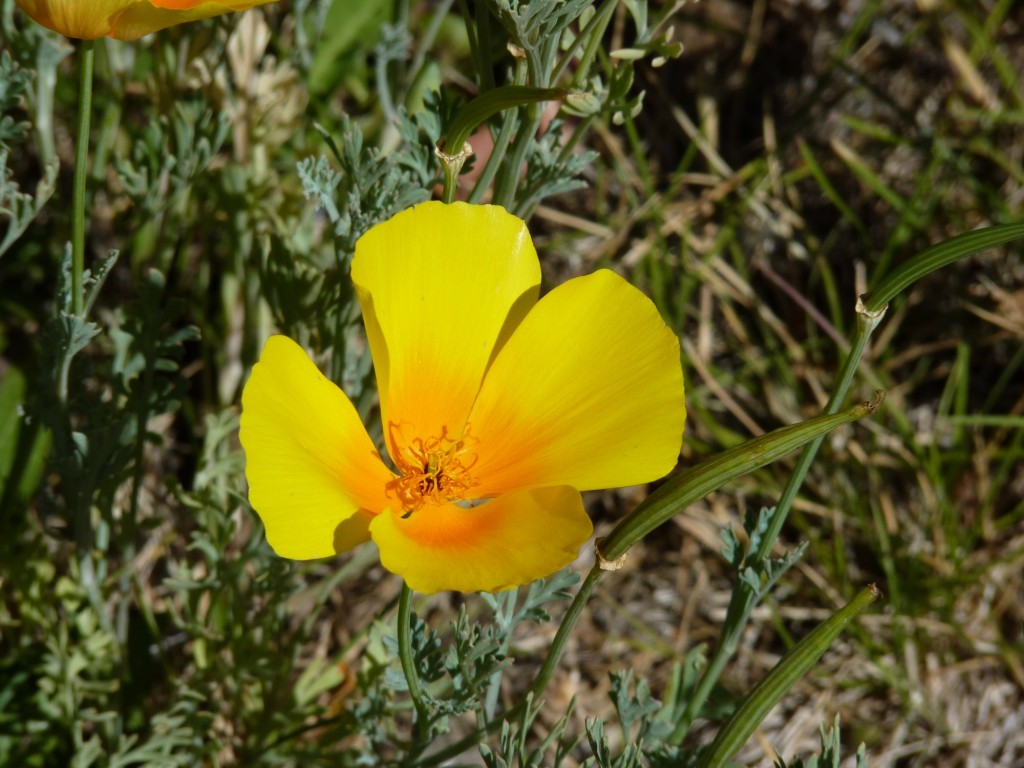 Foto de Aluminé (Neuquén), Argentina