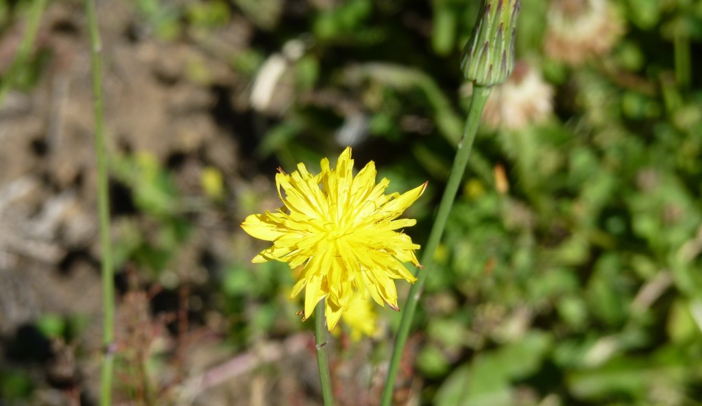 Foto de Aluminé (Neuquén), Argentina