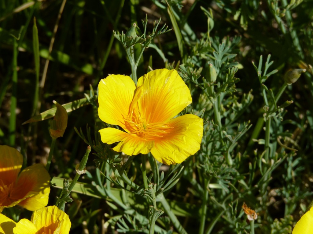 Foto de Aluminé (Neuquén), Argentina