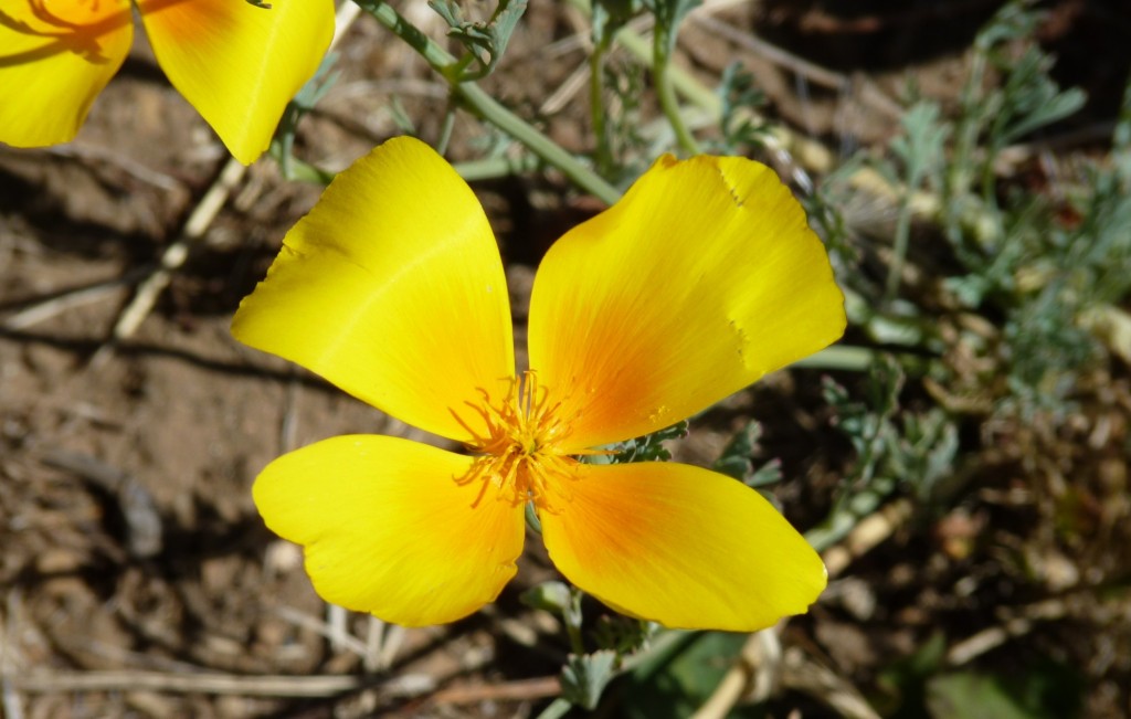 Foto de Aluminé (Neuquén), Argentina