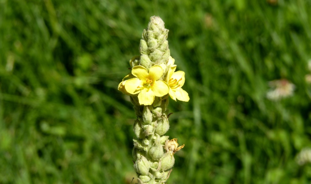 Foto de Aluminé (Neuquén), Argentina