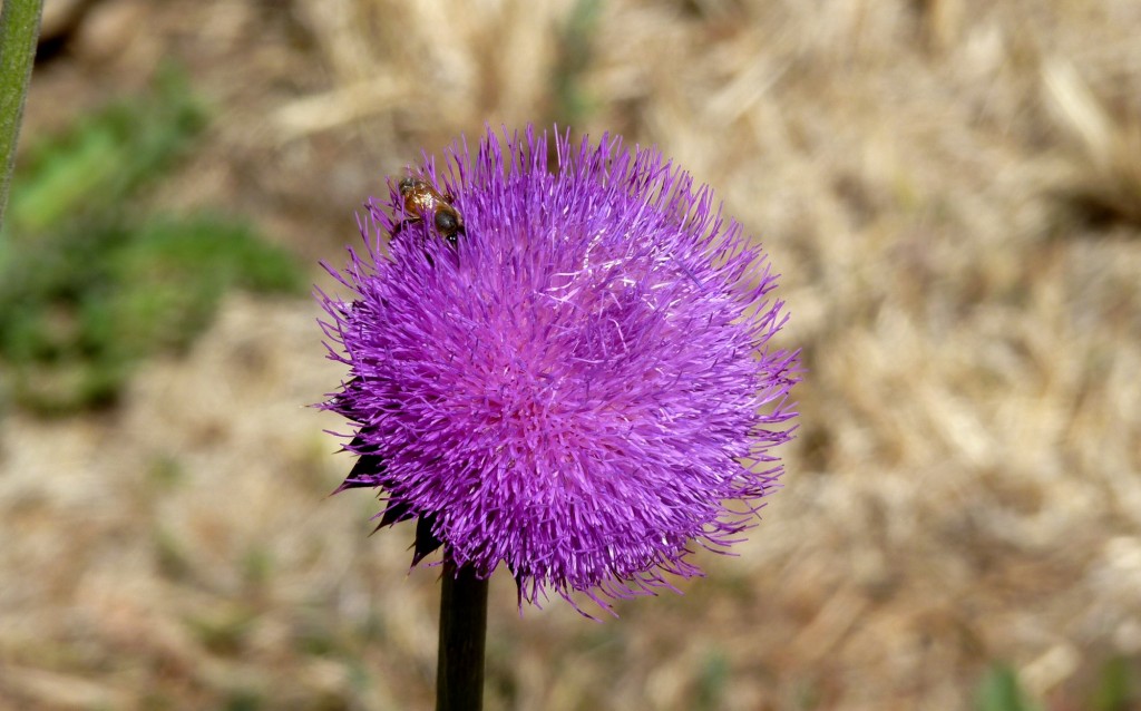 Foto de Aluminé (Neuquén), Argentina