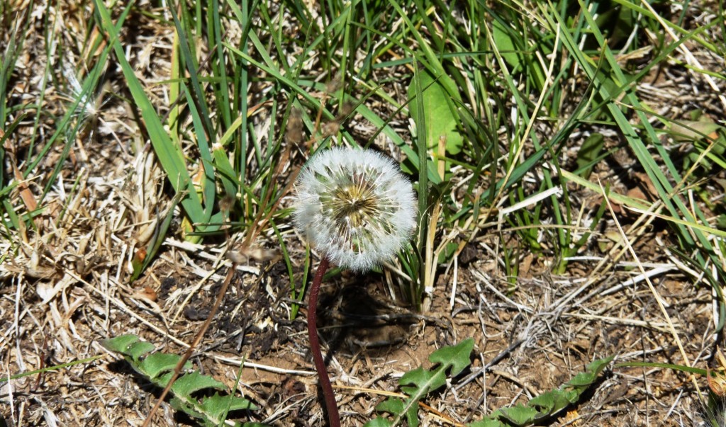 Foto de Aluminé (Neuquén), Argentina