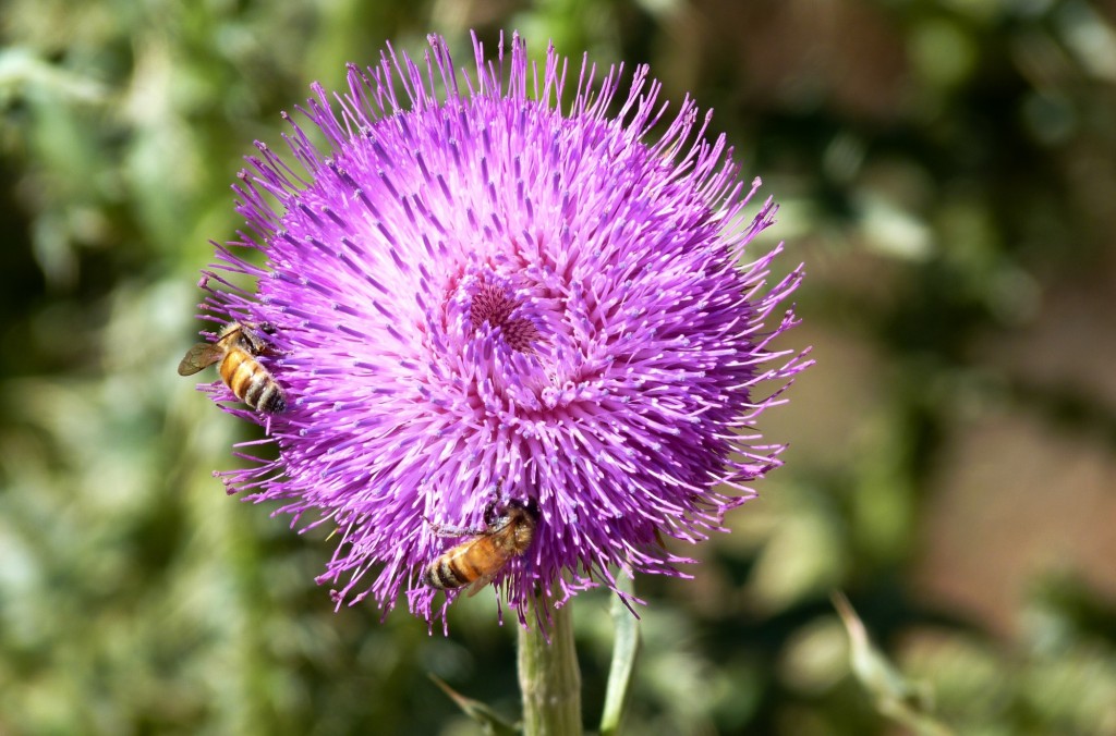 Foto de Aluminé (Neuquén), Argentina