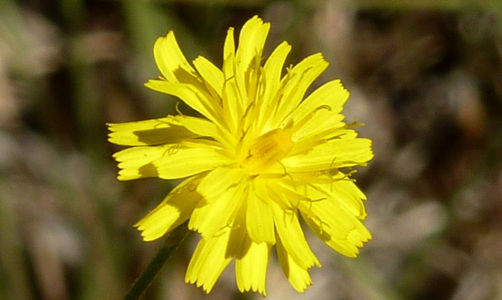 Foto de Aluminé (Neuquén), Argentina