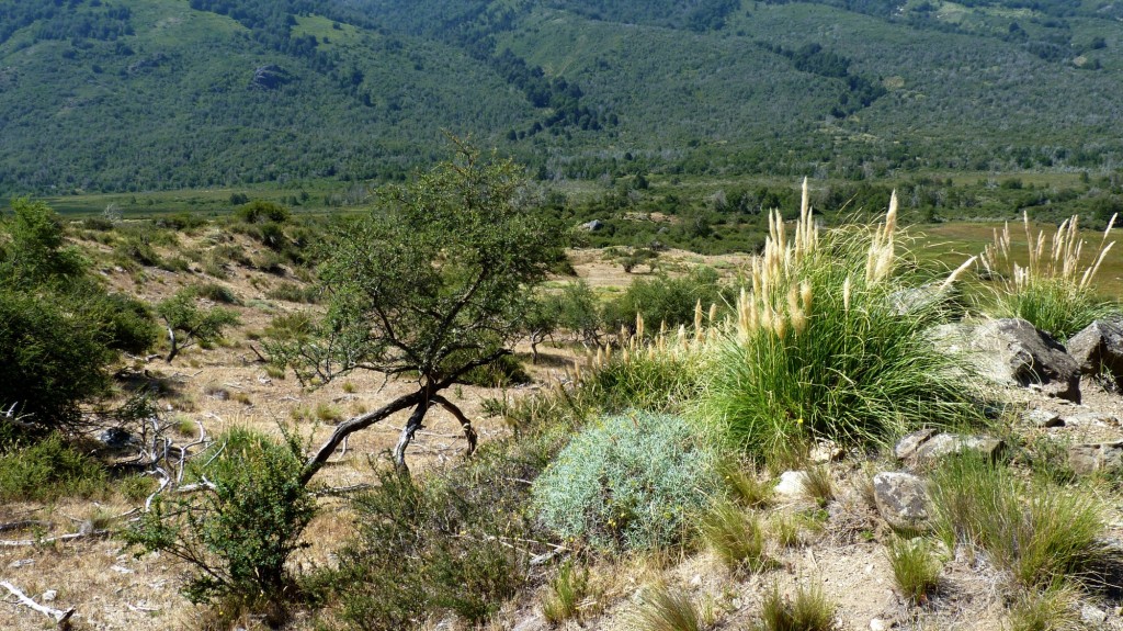 Foto de Aluminé (Neuquén), Argentina