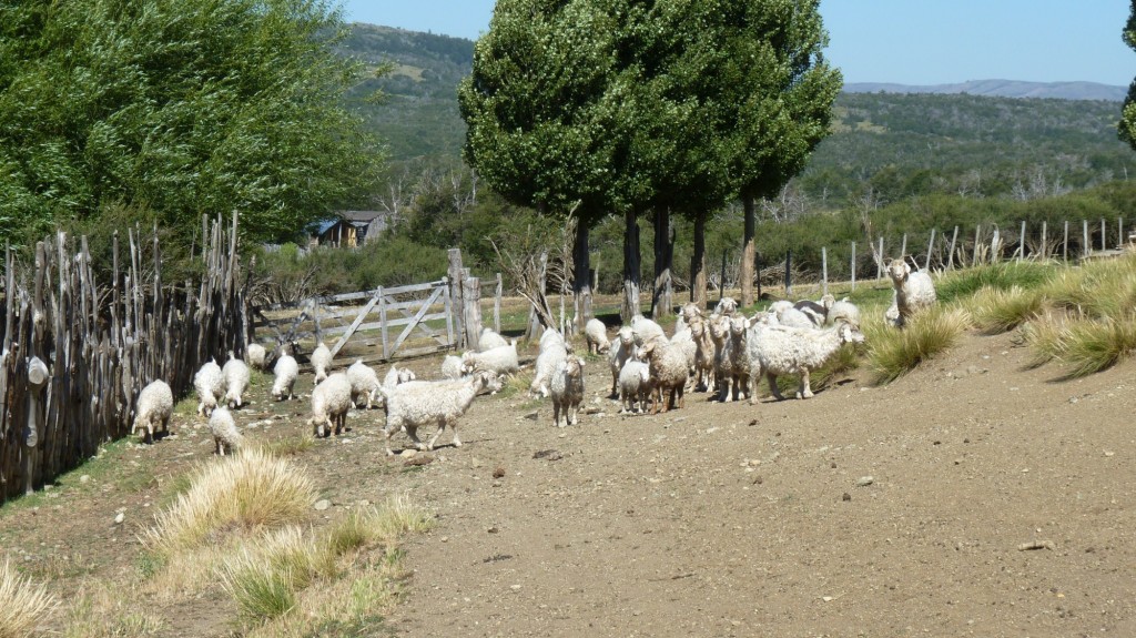 Foto: Asentamiento mapuche - Aluminé (Neuquén), Argentina