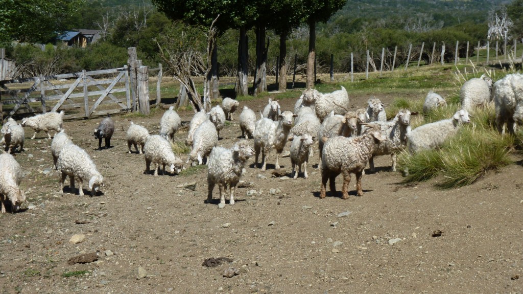 Foto: Asentamiento mapuche - Aluminé (Neuquén), Argentina