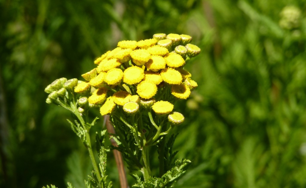 Foto: Parque Nacional Lanín - Aluminé (Neuquén), Argentina