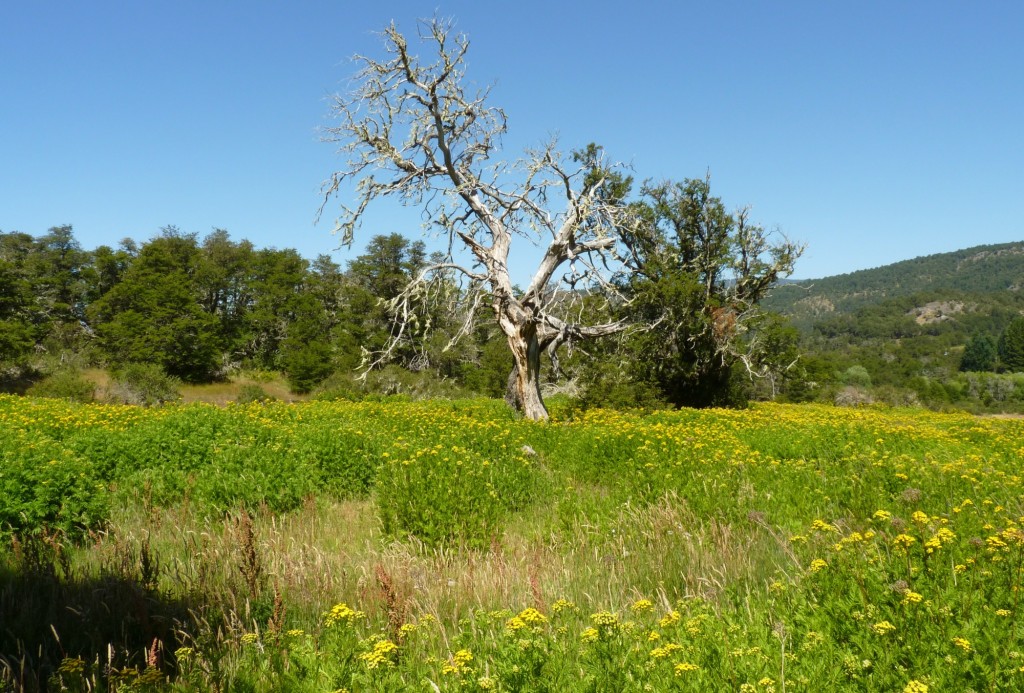 Foto: Parque Nacional Lanín - Aluminé (Neuquén), Argentina