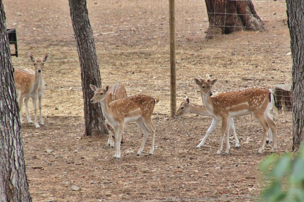Foto: Parc Samà - Cambrils (Cataluña), España