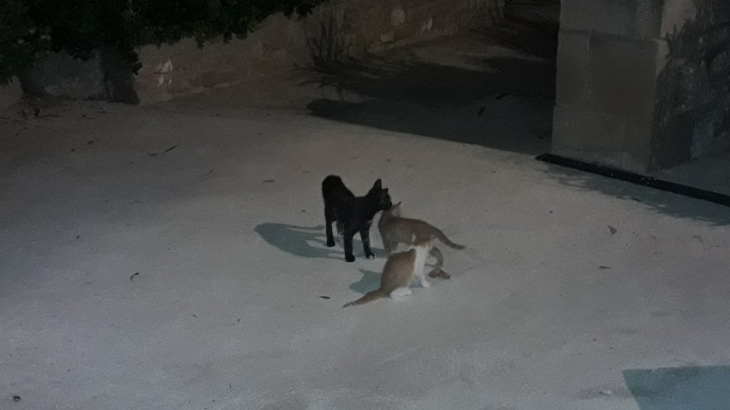 Foto: Gatitos - Tortosa (Cataluña), España