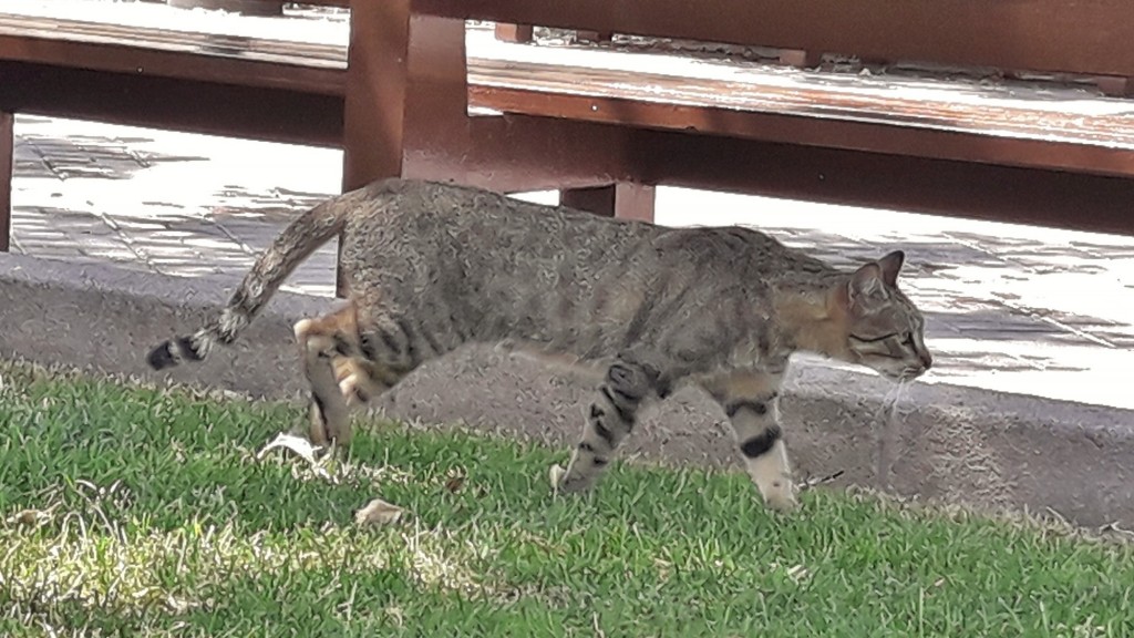 Foto: Gatito - Tarragona (Cataluña), España