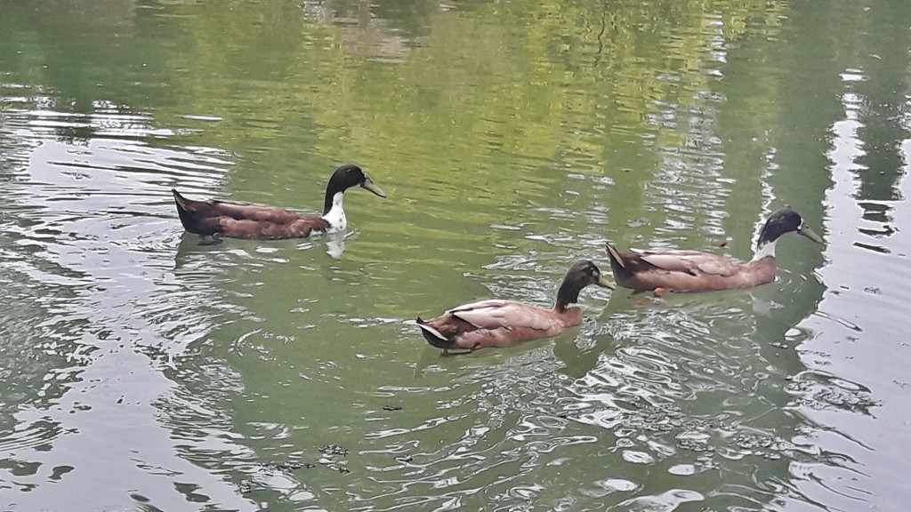 Foto: Parc Samà - Cambrils (Cataluña), España
