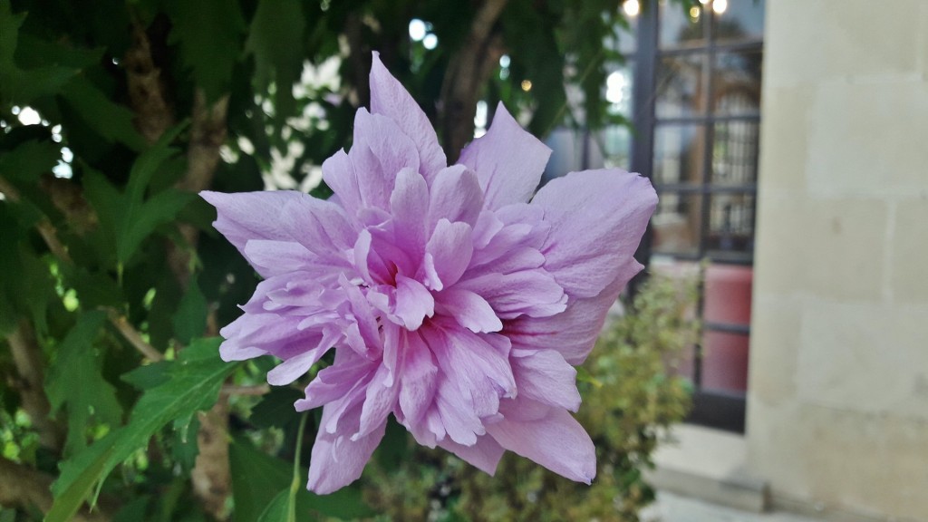 Foto: Un poco de color - Tortosa (Cataluña), España