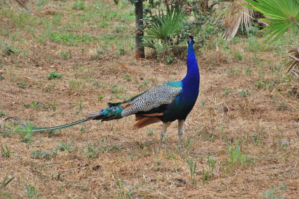 Foto: Parc Samà - Cambrils (Cataluña), España