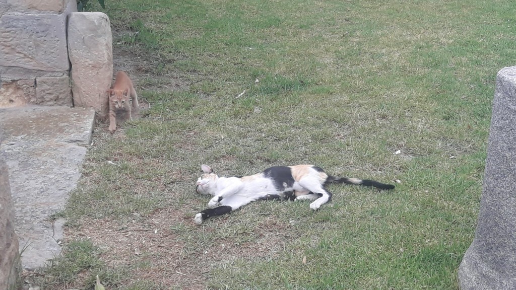 Foto: Gatito - Siurana (Cataluña), España