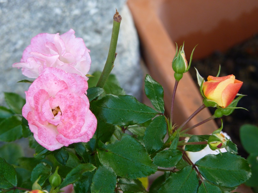 Foto: Monteriggioni - Siena (Tuscany), Italia