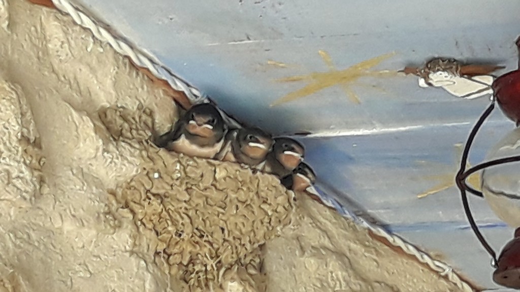 Foto: Golondrinas - Peratallada (Girona), España