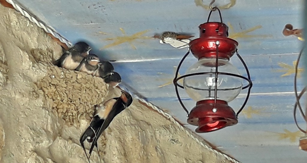 Foto: Golondrinas - Peratallada (Girona), España