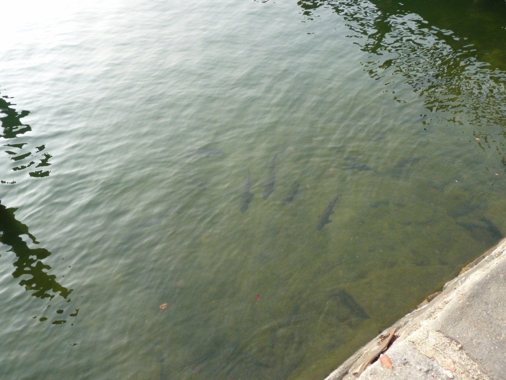 Foto: Orta di San Giulio - Novara (Piedmont), Italia