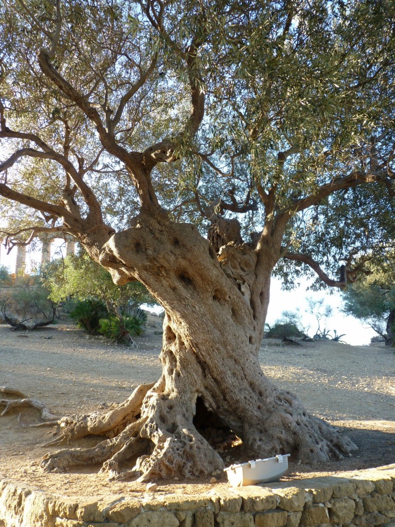 Foto: Valle de los templos - Agrigento (Sicily), Italia