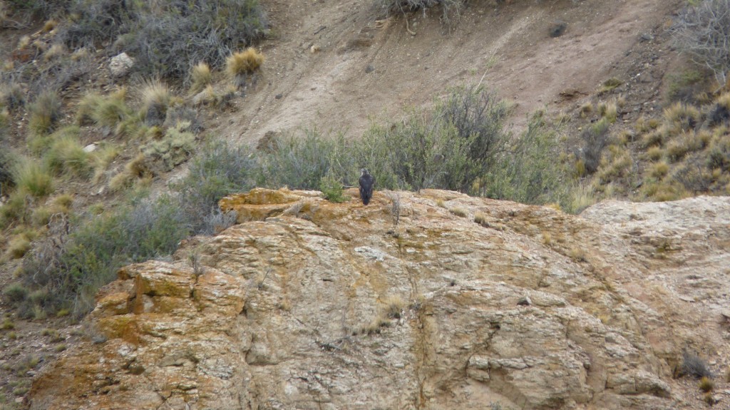Foto: Camino desde Perito Moreno hacia la Cueva de las Manos - Perito Moreno (Santa Cruz), Argentina
